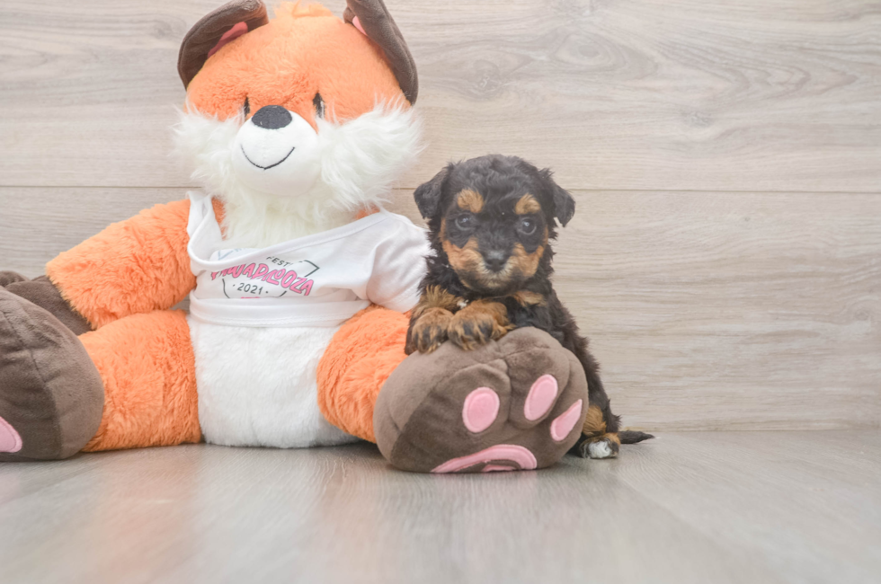 5 week old Poochon Puppy For Sale - Puppy Love PR