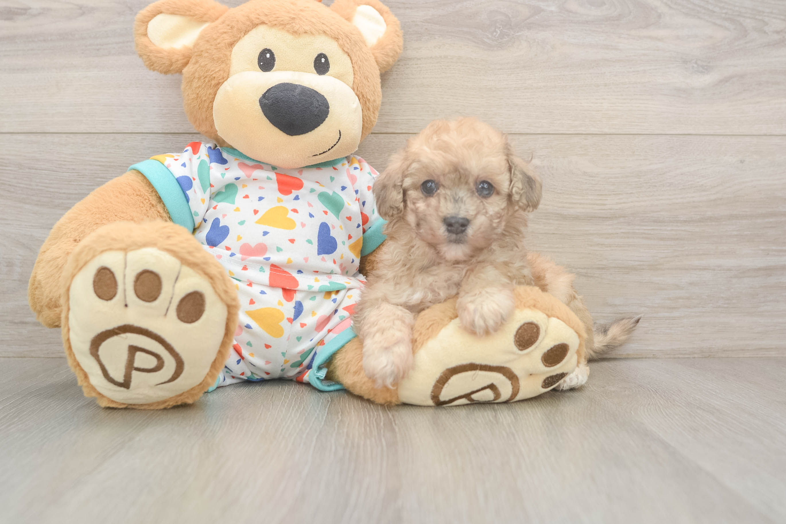 Fluffy Poochon Poodle Mix Pup