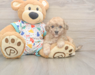 7 week old Poochon Puppy For Sale - Puppy Love PR