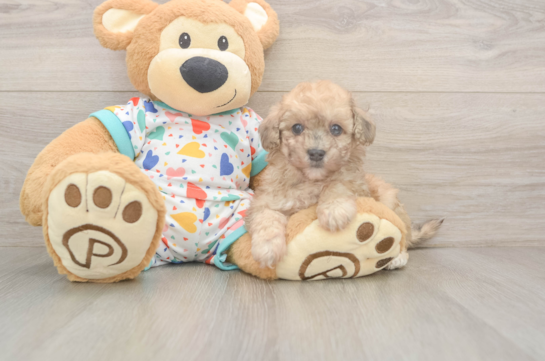 Fluffy Poochon Poodle Mix Pup