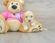 7 week old Poochon Puppy For Sale - Puppy Love PR