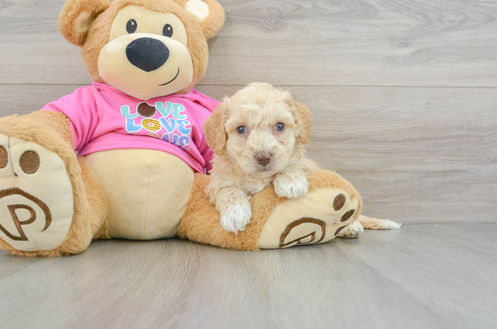 7 week old Poochon Puppy For Sale - Puppy Love PR