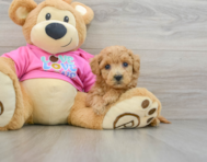 7 week old Poochon Puppy For Sale - Puppy Love PR