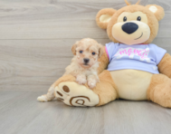 8 week old Poochon Puppy For Sale - Puppy Love PR