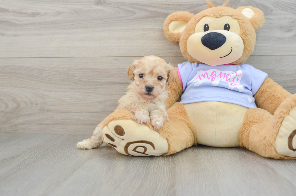 6 week old Poochon Puppy For Sale - Puppy Love PR