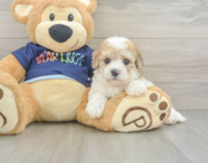 7 week old Poochon Puppy For Sale - Puppy Love PR