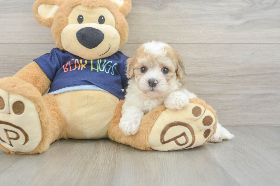5 week old Poochon Puppy For Sale - Puppy Love PR