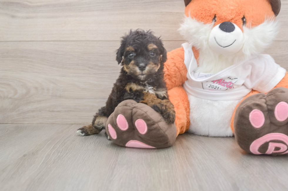 5 week old Poochon Puppy For Sale - Puppy Love PR