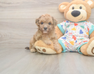 7 week old Poochon Puppy For Sale - Puppy Love PR