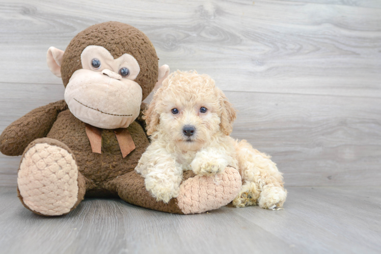 Meet Hillary - our Poochon Puppy Photo 1/3 - Puppy Love PR Best Poochon Baby