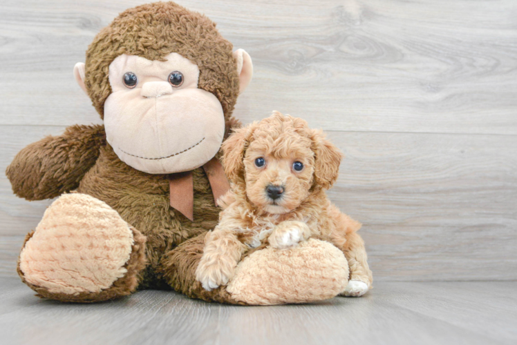 Meet Hillary - our Poochon Puppy Photo 1/3 - Puppy Love PR Best Poochon Baby