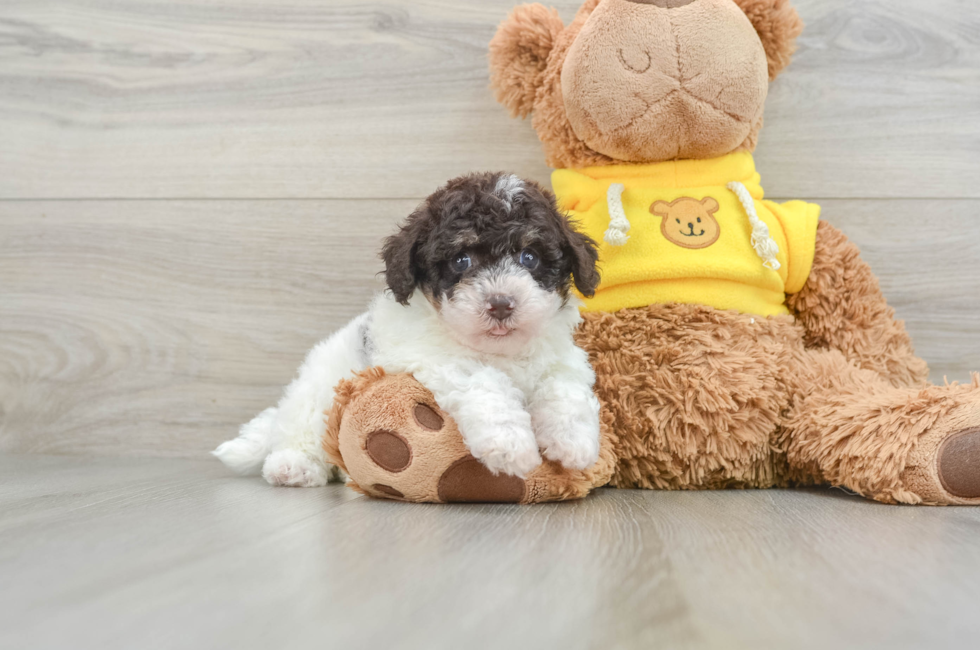 8 week old Poochon Puppy For Sale - Puppy Love PR