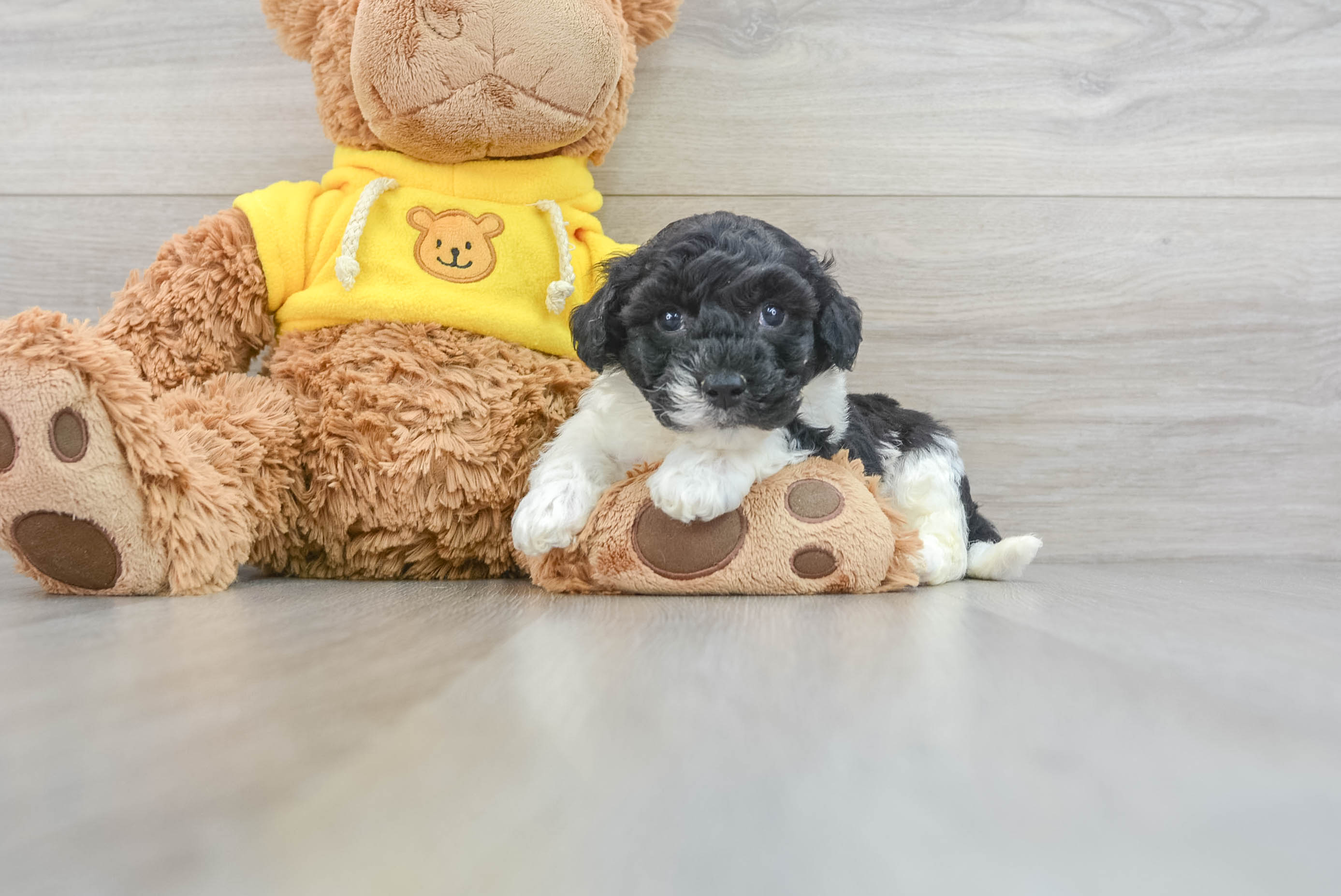 Hypoallergenic Bichpoo Poodle Mix Puppy