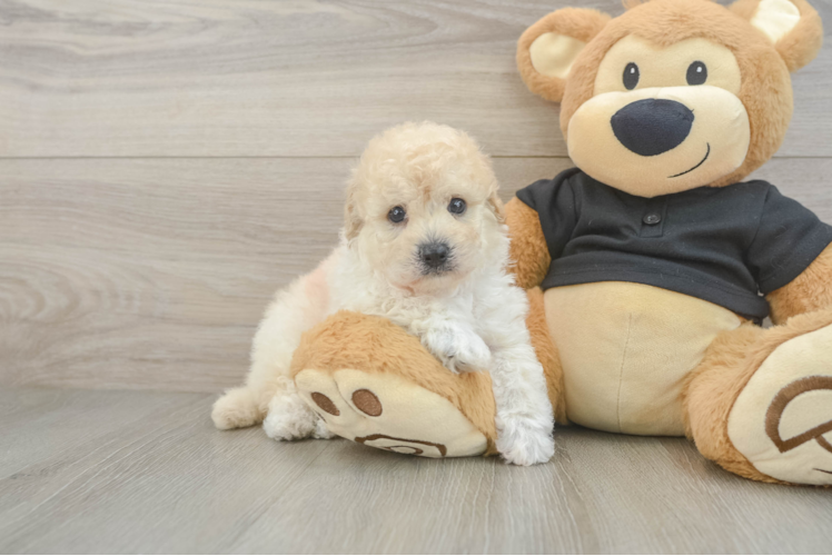 Smart Poochon Poodle Mix Pup