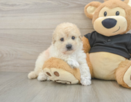 5 week old Poochon Puppy For Sale - Puppy Love PR