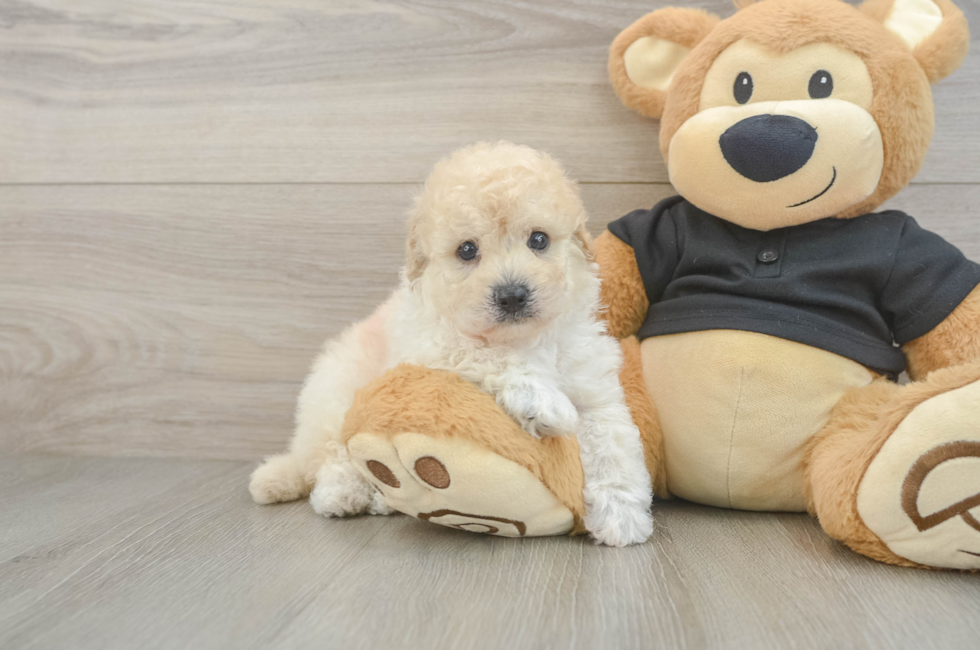 5 week old Poochon Puppy For Sale - Puppy Love PR