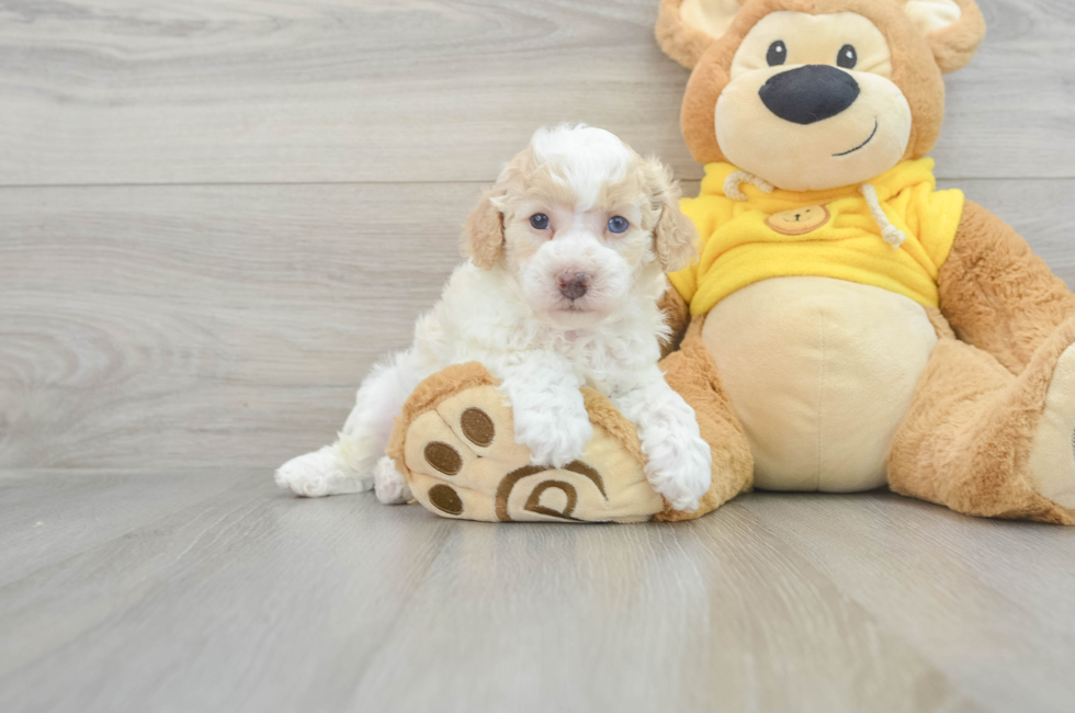5 week old Poochon Puppy For Sale - Puppy Love PR