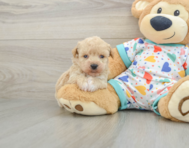 6 week old Poochon Puppy For Sale - Puppy Love PR