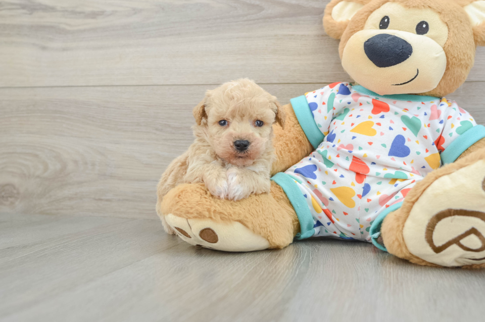 6 week old Poochon Puppy For Sale - Puppy Love PR