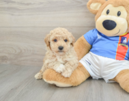 7 week old Poochon Puppy For Sale - Puppy Love PR