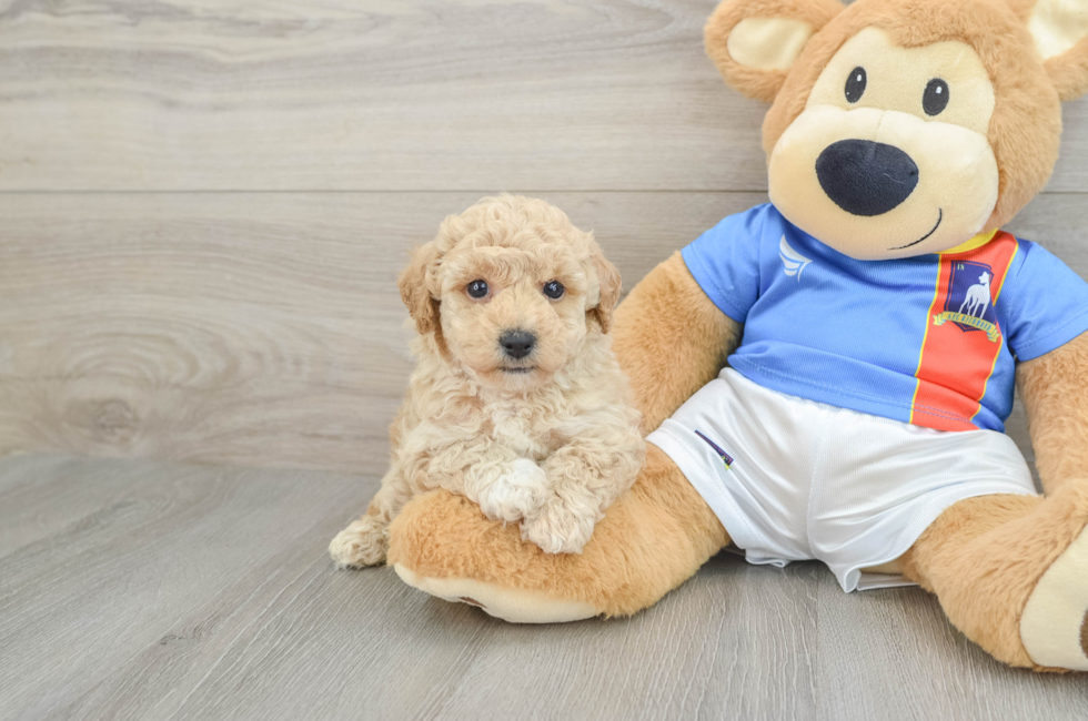 6 week old Poochon Puppy For Sale - Puppy Love PR