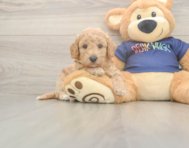 6 week old Poochon Puppy For Sale - Puppy Love PR
