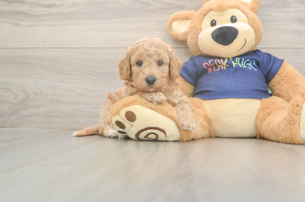 5 week old Poochon Puppy For Sale - Puppy Love PR