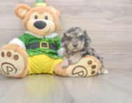 5 week old Poochon Puppy For Sale - Puppy Love PR