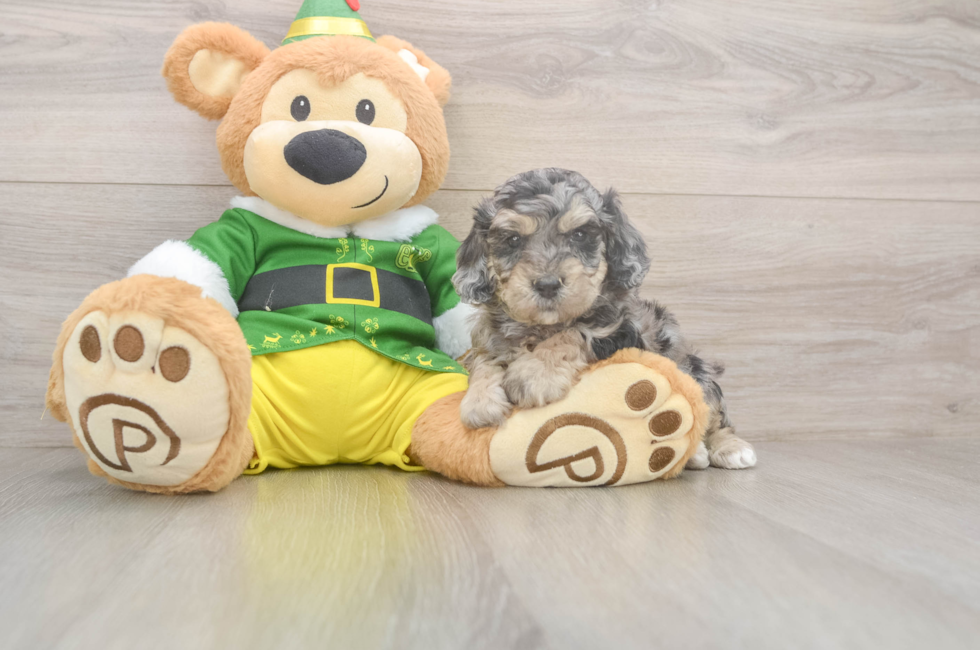 5 week old Poochon Puppy For Sale - Puppy Love PR