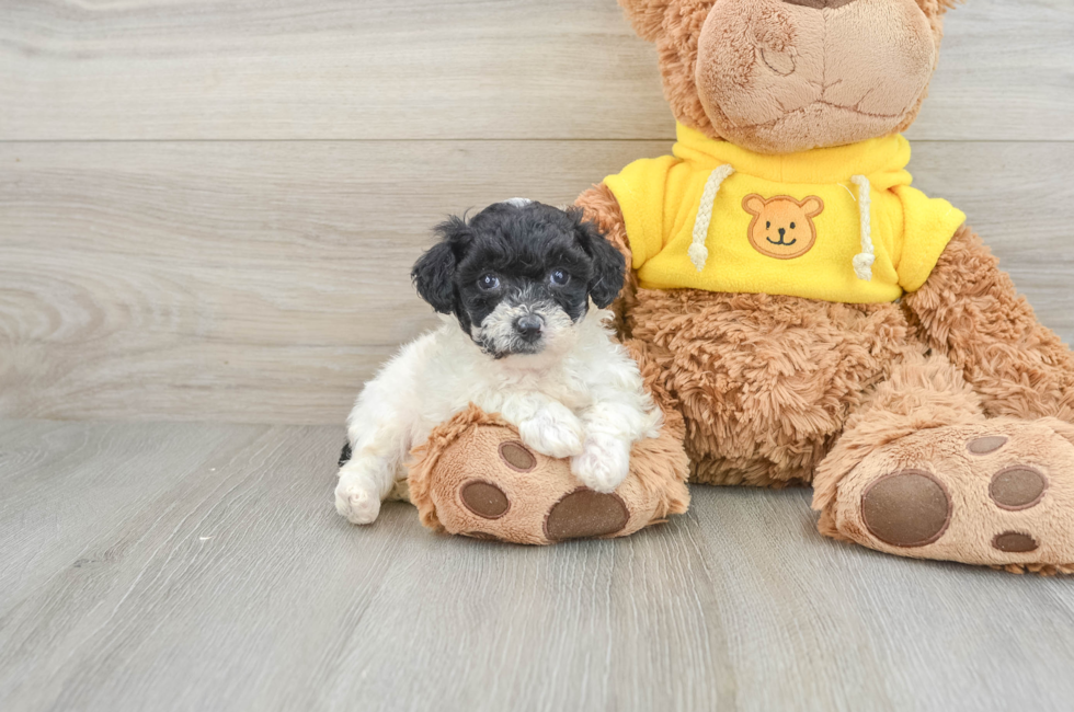 6 week old Poochon Puppy For Sale - Puppy Love PR