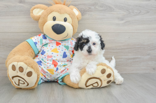 Petite Poochon Poodle Mix Pup
