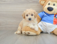 6 week old Poochon Puppy For Sale - Puppy Love PR