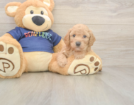 6 week old Poochon Puppy For Sale - Puppy Love PR