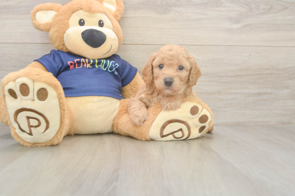 5 week old Poochon Puppy For Sale - Puppy Love PR