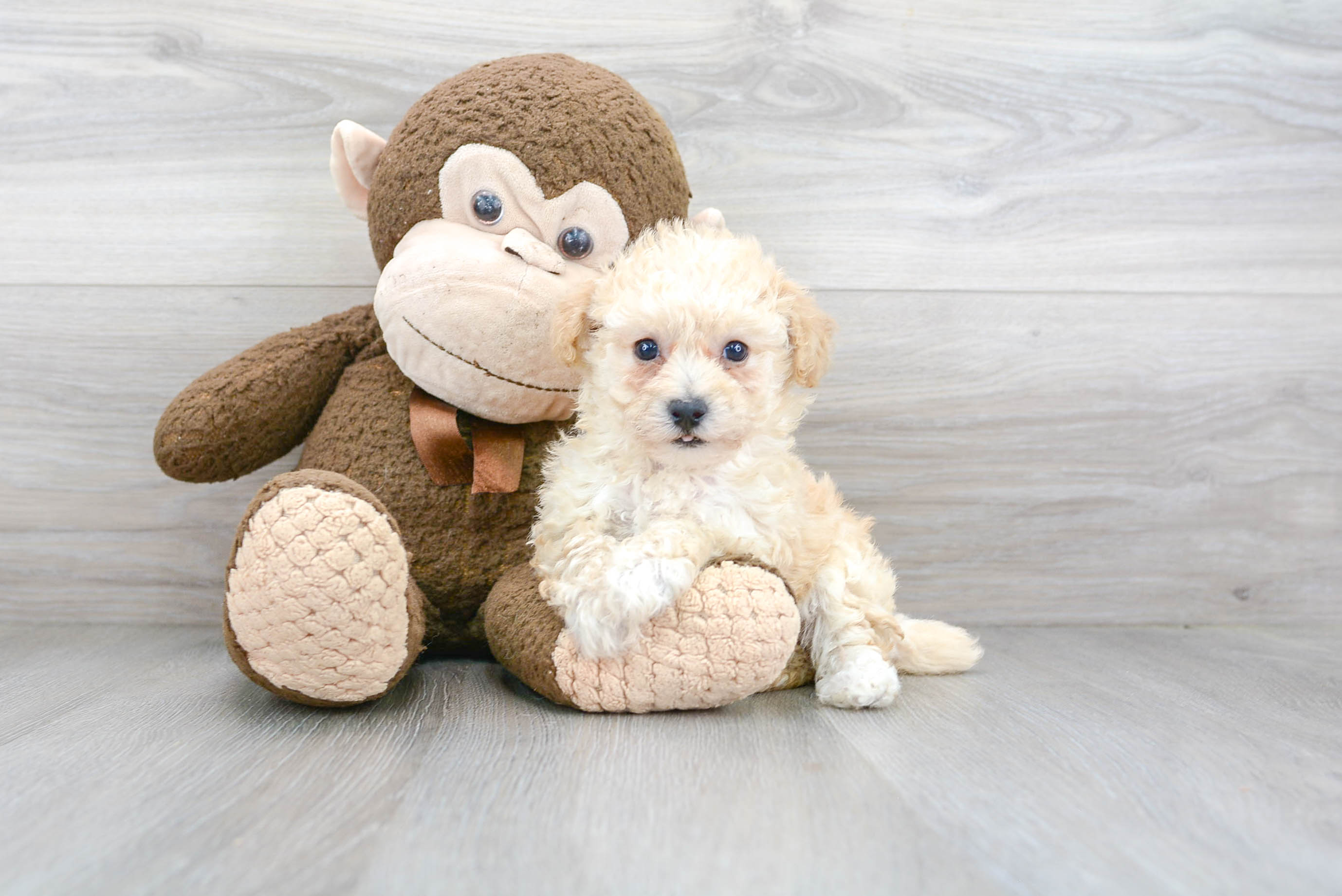 Cute Poochon Baby