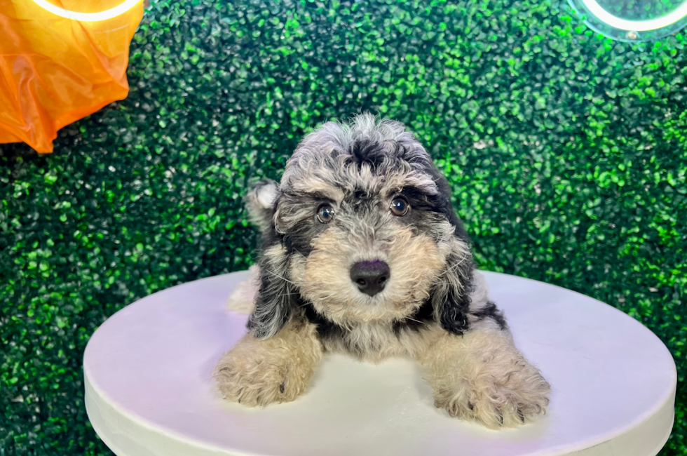 11 week old Poochon Puppy For Sale - Puppy Love PR