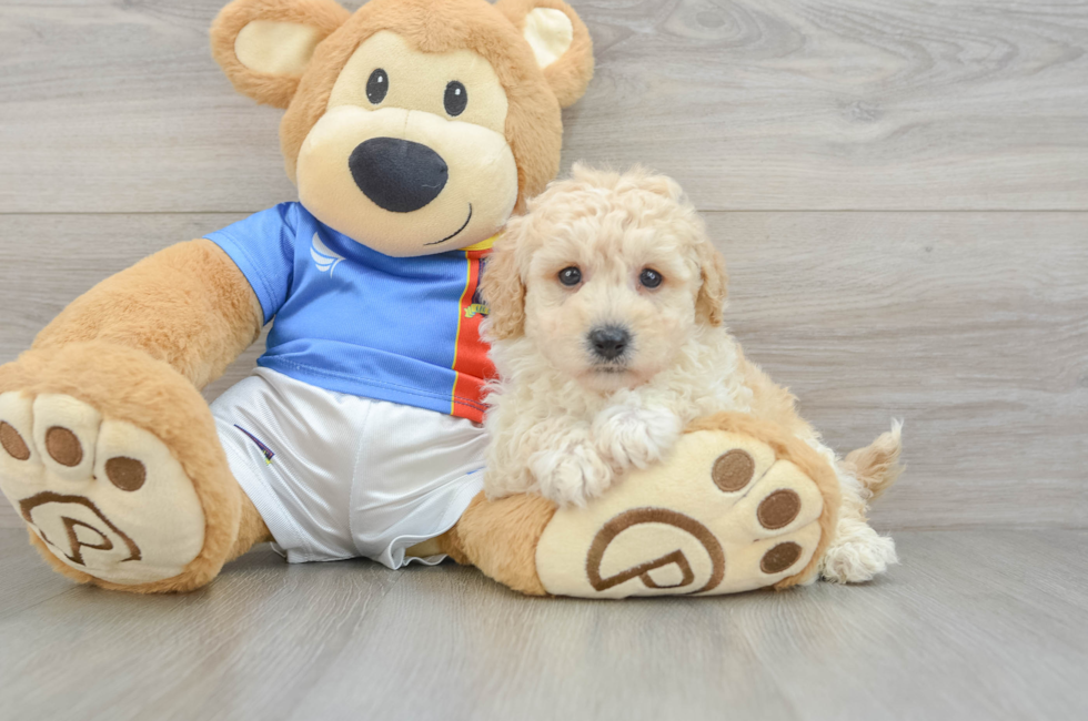 6 week old Poochon Puppy For Sale - Puppy Love PR