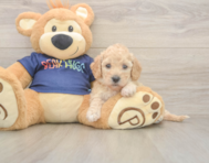 6 week old Poochon Puppy For Sale - Puppy Love PR