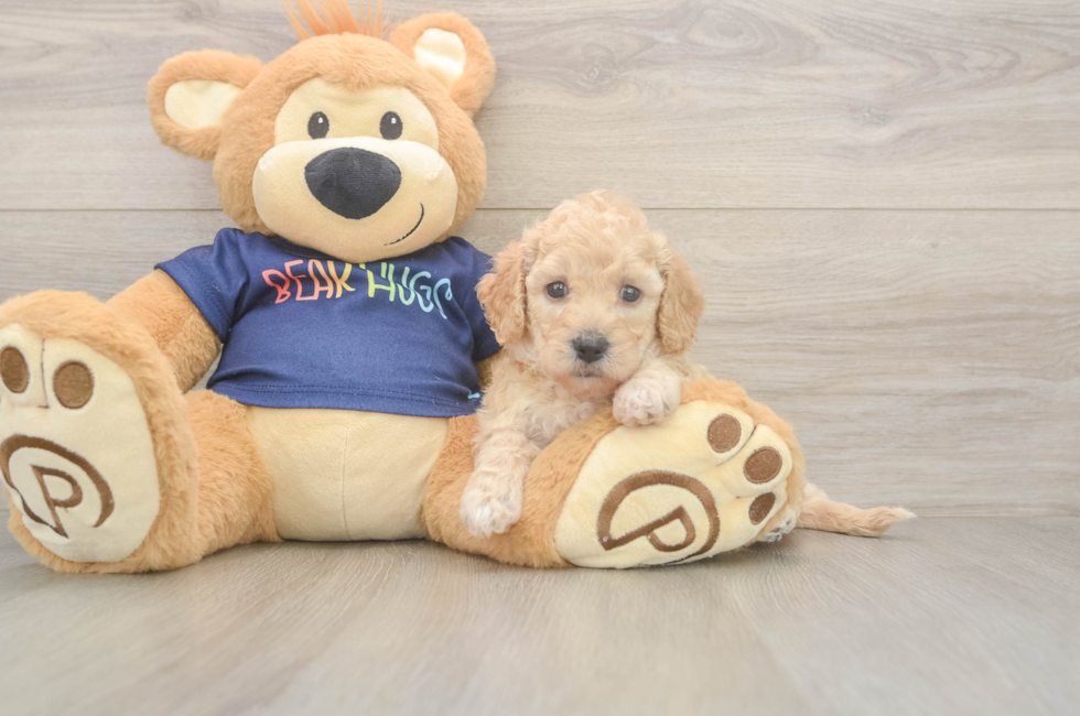 5 week old Poochon Puppy For Sale - Puppy Love PR