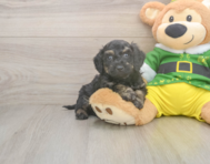 6 week old Poochon Puppy For Sale - Puppy Love PR