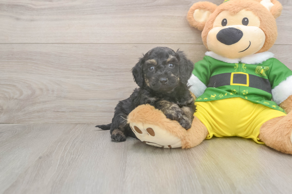 5 week old Poochon Puppy For Sale - Puppy Love PR