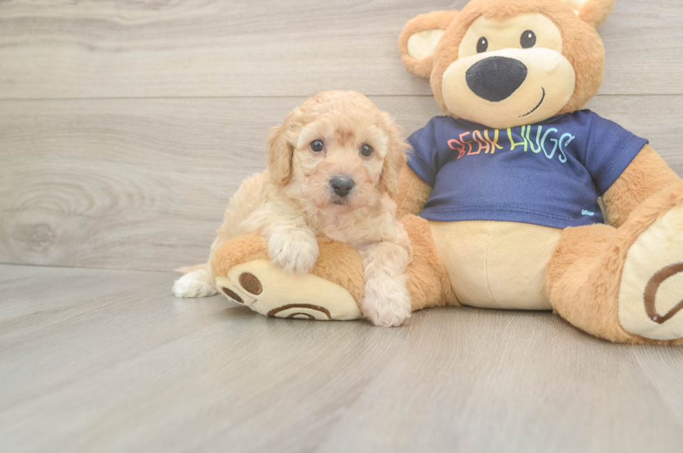 5 week old Poochon Puppy For Sale - Puppy Love PR