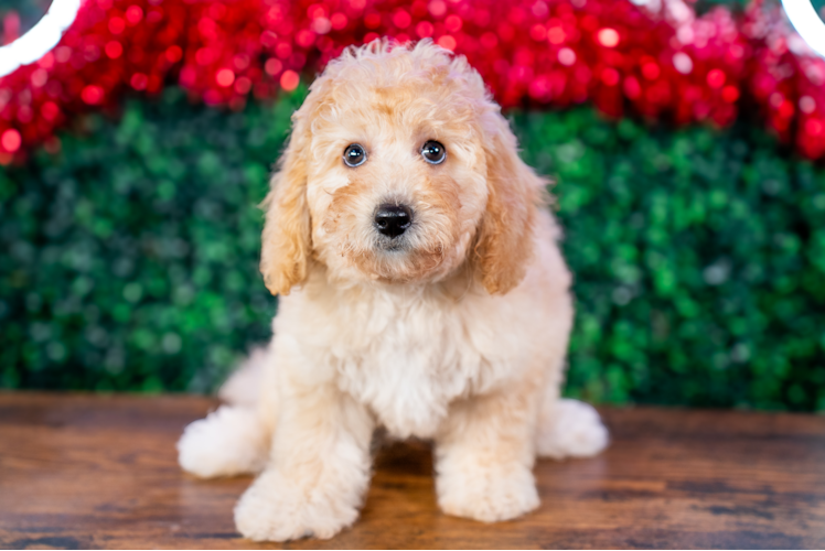 Cute Poochon Baby