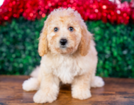 9 week old Poochon Puppy For Sale - Puppy Love PR