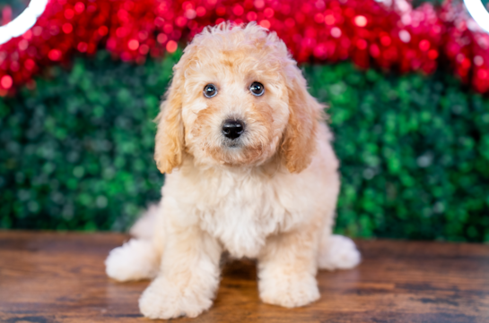 Cute Poochon Baby