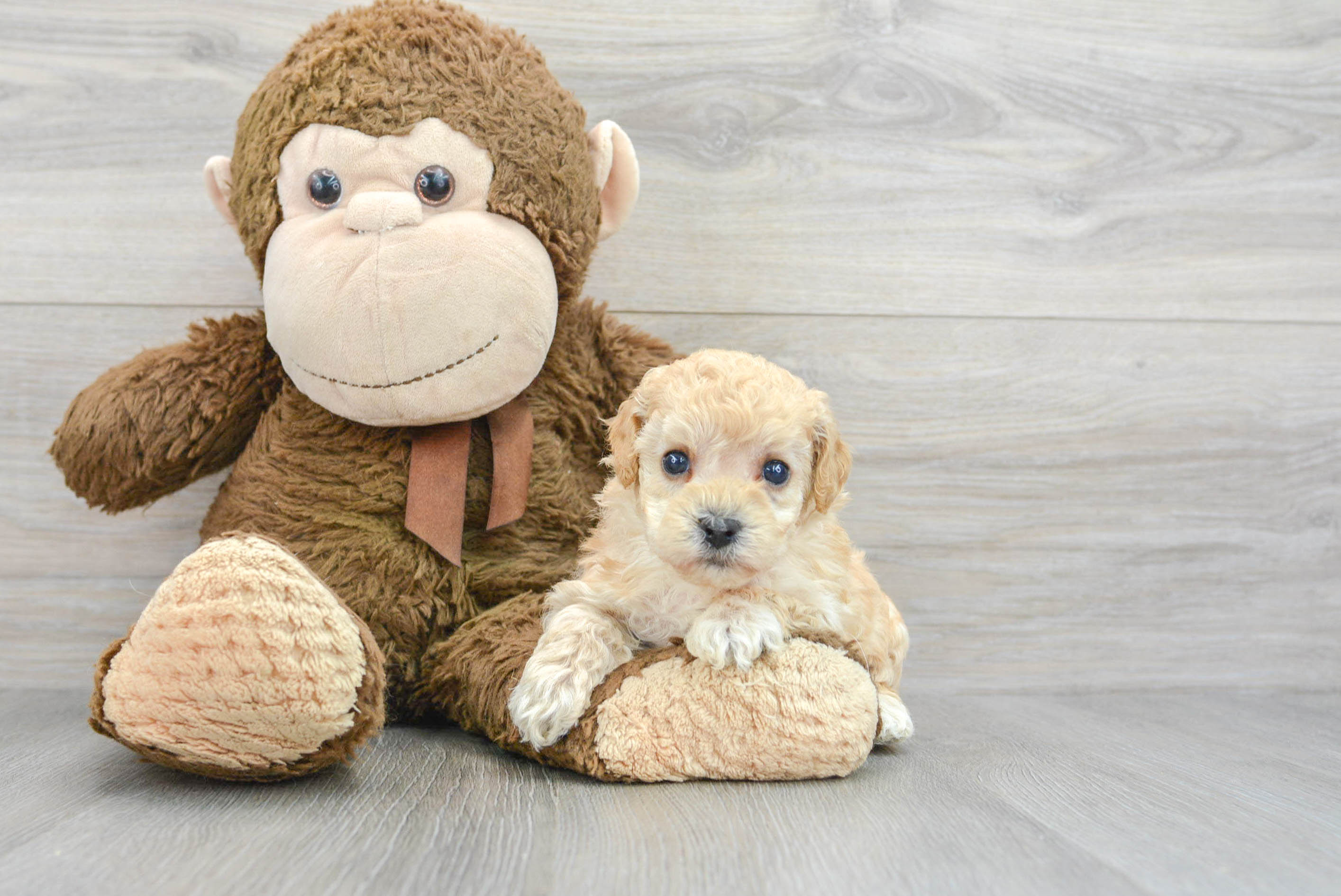Little Bichpoo Poodle Mix Puppy