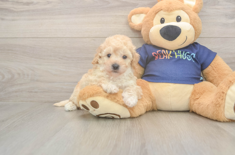 5 week old Poochon Puppy For Sale - Puppy Love PR