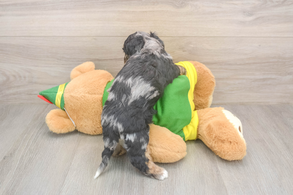 Little Bichpoo Poodle Mix Puppy