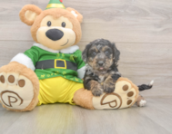 5 week old Poochon Puppy For Sale - Puppy Love PR
