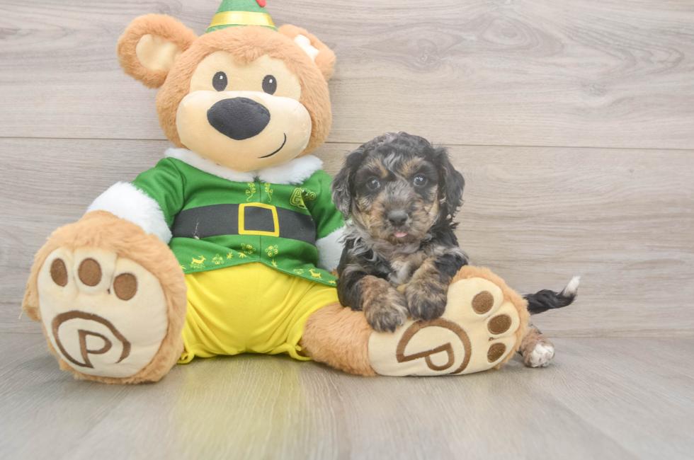 5 week old Poochon Puppy For Sale - Puppy Love PR